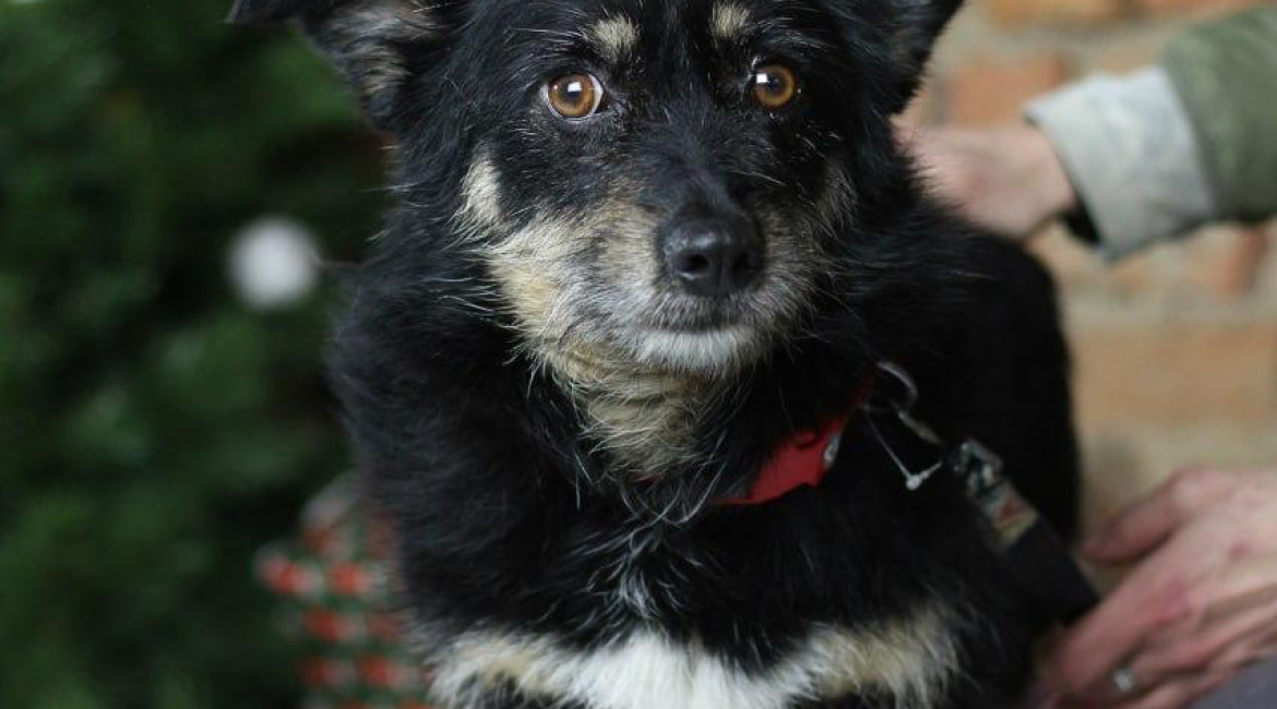 Chiens à adopter
